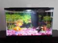 4 Goldfish with 5 gallons fish tank