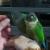 Green Cheek Conures with Cage (32x24x68)