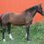 5 Yr old 16.2 Clyde Cross Gelding