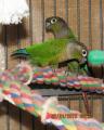 Green Cheek Conures with Cage (32x24x68)