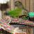 Green Cheek Conures with Cage (32x24x68)