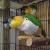 Pair of Caique