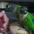 Green Cheek Conures with Cage (32x24x68)