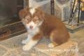 AUSTRALIAN SHEPHERD PUPPIES