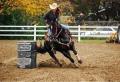 Beautiful finished rodeo horse for sale !