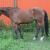 7 Yr old Dutch Warmblood Gelding !!! DRESSAGE/ JUMPER PROSPECT