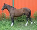 5 Yr old 16.2 Clyde Cross Gelding