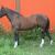 5 Yr old 16.2 Clyde Cross Gelding