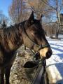 Big 6 yrs old foundation dark bucksin mare in foal for sale