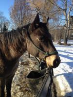 Big 6 yrs old foundation dark bucksin mare in foal for sale