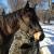 Big 6 yrs old foundation dark bucksin mare in foal for sale