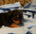 CHIHUAHUA PUPS , TEACUPS ,READY NOW