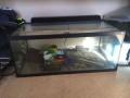 40 gallon fish tank/reptile aquarium