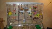 2 BUDGIES WITH VISION CAGE
