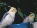 RETIRED COCKATIEL PAIR