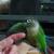 Green Cheek Conures with Cage (32x24x68)