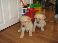 Labrador Retriever Pups-Yellow