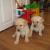 Labrador Retriever Pups-Yellow