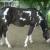 Stunning horse Registered Paint for sale