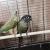 Female Pineapple Conure and Male Green Cheek Proven Pair