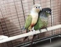 Female Pineapple Conure and Male Green Cheek Proven Pair