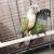 Female Pineapple Conure and Male Green Cheek Proven Pair