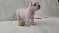 Traditional Olde English Bulldogge Puppies