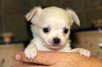 Beautiful Registered Purebred Female Chihuahua Puppies