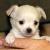 Beautiful Registered Purebred Female Chihuahua Puppies