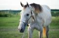 Beautiful 2012 Grey AQHA Mare For Sale - Amazing Temperment