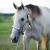 Beautiful 2012 Grey AQHA Mare For Sale - Amazing Temperment