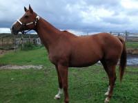 Tall &amp; Flashy Thoroughbred Brood Mare For Sale/Free Lease