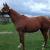 Tall &amp; Flashy Thoroughbred Brood Mare For Sale/Free Lease