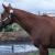 Tall &amp; Flashy Thoroughbred Brood Mare For Sale/Free Lease