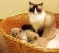 Pretty Full Mink Female Ragdoll