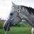 Beautiful 2012 Grey AQHA Mare For Sale - Amazing Temperment