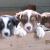 AUSTRALIAN SHEPHERD PUPPIES