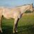 Beautiful 2012 Grey AQHA Mare For Sale - Amazing Temperment