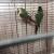 Female Pineapple Conure and Male Green Cheek Proven Pair