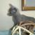 Russian Blue Female Kittens able to be Registered