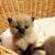 Pretty Full Mink Female Ragdoll