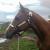 Tall &amp; Flashy Thoroughbred Brood Mare For Sale/Free Lease