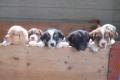 AUSTRALIAN SHEPHERD PUPPIES