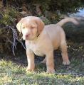 CKC FOX RED LABRADOR RETRIEVER PURE BRED PUPPIES TWO MALES