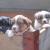 AUSTRALIAN SHEPHERD PUPPIES