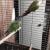 Female Pineapple Conure and Male Green Cheek Proven Pair
