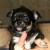 Beautiful Registered Purebred Female Chihuahua Puppies