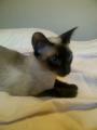 Female Seal Point Siamese 1.5 yrs old