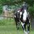 Stunning horse Registered Paint for sale