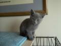 Russian Blue Female Kittens able to be Registered